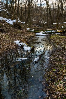 Baharın başında gizemli orman manzarası. New England doğası, ABD