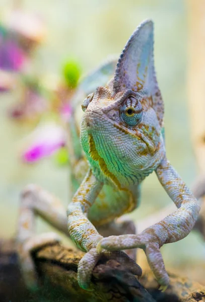 Camaleão Multicolorido Lagarto Tropical Exótico — Fotografia de Stock