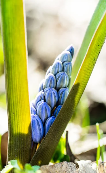 Nieves Azules Bosque Soleado Primaveral — Foto de Stock