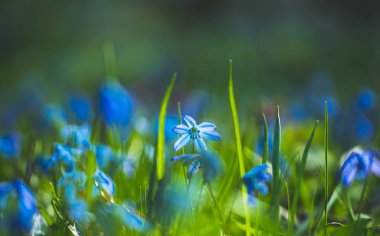 Mavi kar damlaları ve güneşli bir bahar ormanı