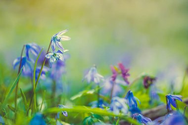 Mavi kar damlaları ve güneşli bir bahar ormanı