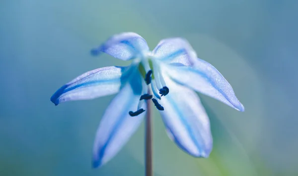 Nieves Azules Bosque Soleado Primaveral — Foto de Stock