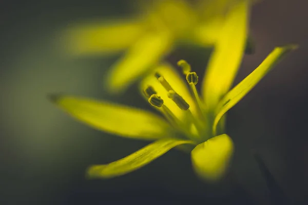 Gul Blommande Smörblomma Solig Vårglänta — Stockfoto