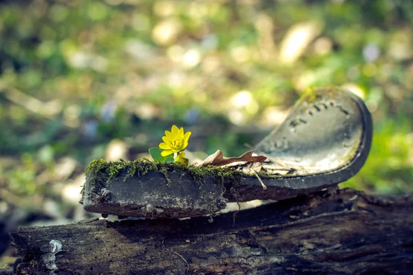 Sole of an old broken shoe on a sunny forest glade