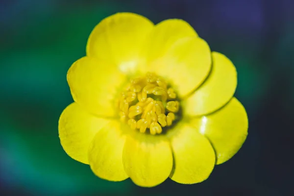 Желтый Цветущий Лютик Солнечной Весенней Поляне — стоковое фото
