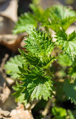 Yeşil Ahşap ısırgan. Bitkisel Fitoterapi