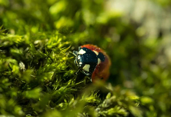 Roter Marienkäfer Auf Dem Hintergrund Von Grünem Moos Frühlingswald — Stockfoto