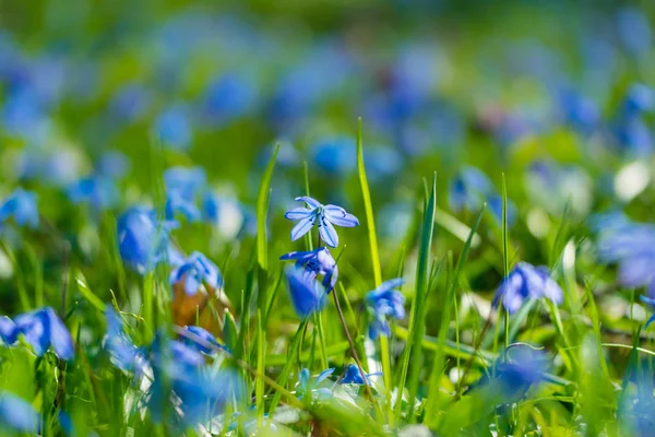 Blaue Schneeglöckchen Und Ein Sonniger Frühlingswald — Stockfoto