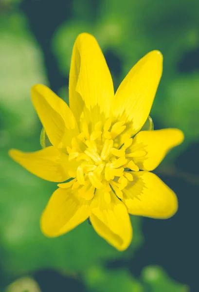 Gul Blommande Smörblomma Solig Vårglänta — Stockfoto