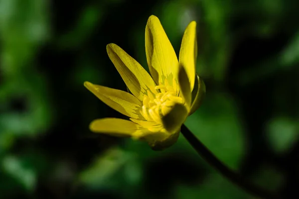 Amarillo Florecimiento Buttercup Claro Bosque Primavera Soleado — Foto de Stock