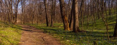 Mavi kar damlaları ve güneşli bir bahar ormanı