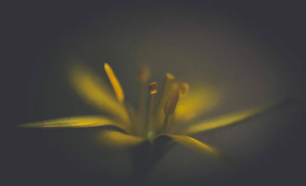Amarelo Florescendo Buttercup Uma Clareira Floresta Ensolarada Primavera — Fotografia de Stock