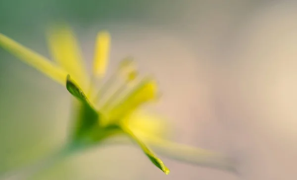 Gul Blommande Smörblomma Solig Vårglänta — Stockfoto