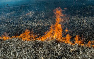 Kuru bir alanda yaz ateşi