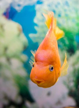 Kırmızı Papağan Cichlid bir akvaryumda suda.