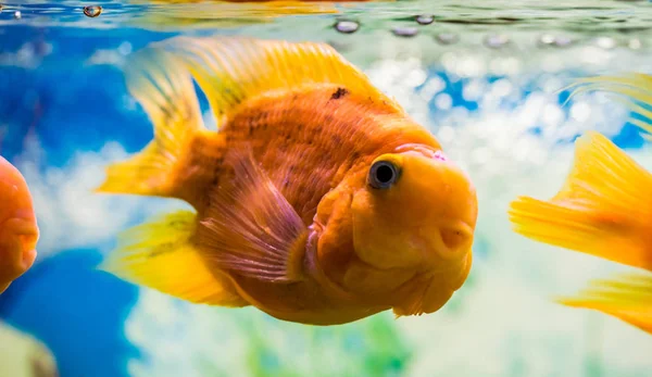 Kırmızı Papağan Cichlid bir akvaryumda suda.