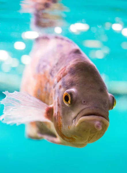 水族館の水の中の赤いオウムのシクリッド — ストック写真