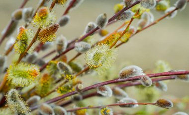 Çiçekli bahar söğüt dalı. Yumuşak bahar paskalya arkaplanı