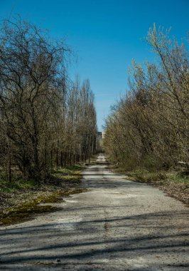 Pripyat 'ın terk edilmiş hayalet kasabasının sokağı. Çernobil nükleer felaketinin yasak bölgesindeki ağaçlar ve yıkılan evler.