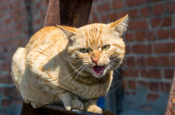 攻撃的な鳴く赤い猫 — ストック写真