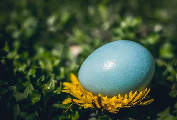 Jardin Vert Printanier Oeufs Pâques — Photo