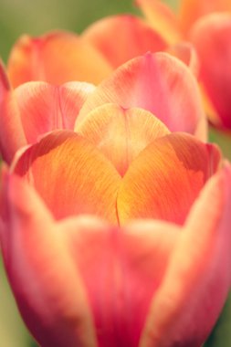 Parlak bahar lale tomurcuk