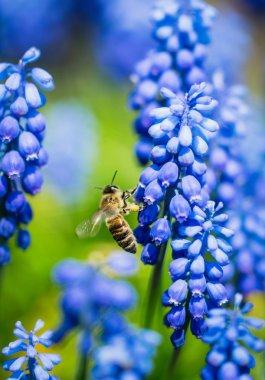 Blooming wild hyacinth and honey bee. Spring meadow clipart