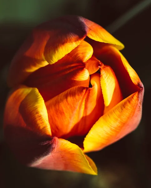 Bud Tulipa Primavera Brilhante — Fotografia de Stock