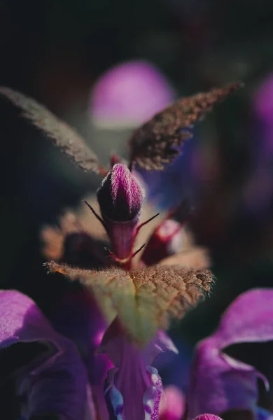 Flores Del Bosque Aciano Pradera Soleada Primavera — Foto de Stock