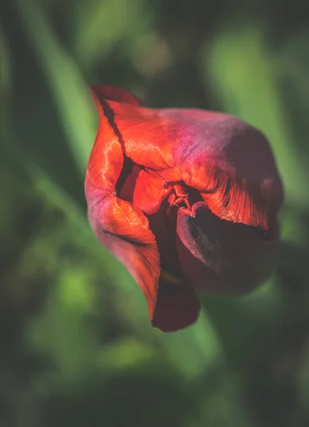 Bud Tulipa Primavera Brilhante — Fotografia de Stock