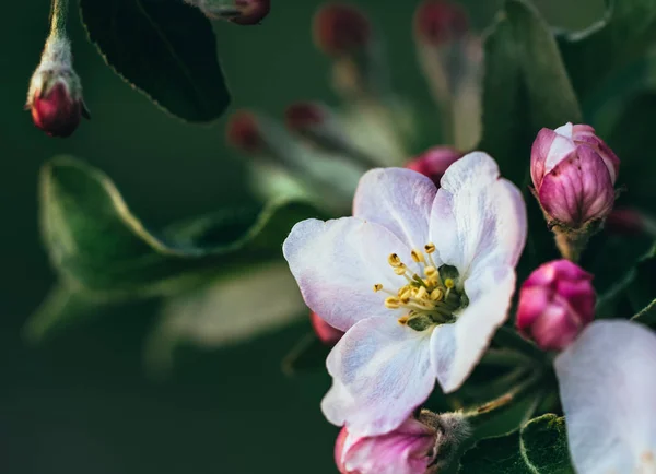 Jardim Primavera Maçã Florescente Flores Delicadas Macieira — Fotografia de Stock