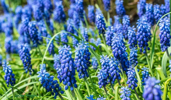 Blooming Spring Garden Fresh Blue Wild Hyacinths — Stock Photo, Image