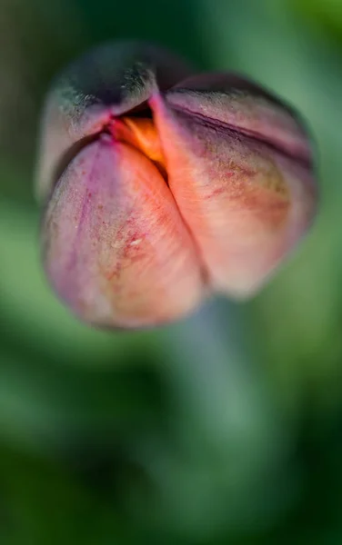 Bright Spring Tulip Bud — Stock Photo, Image