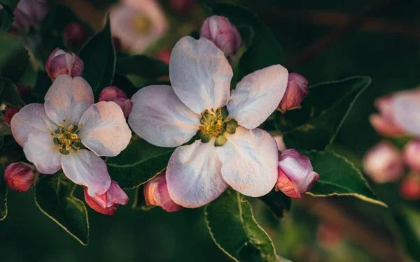 Jardim Primavera Maçã Florescente Flores Delicadas Macieira — Fotografia de Stock