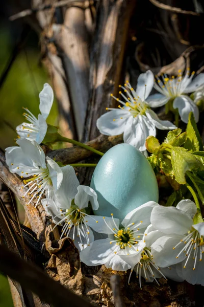 루크와 벚꽃의 봄새둥지 — 스톡 사진