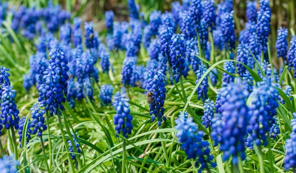 Kvetoucí Jarní Zahrada Čerstvé Modré Divoké Hyacinty — Stock fotografie