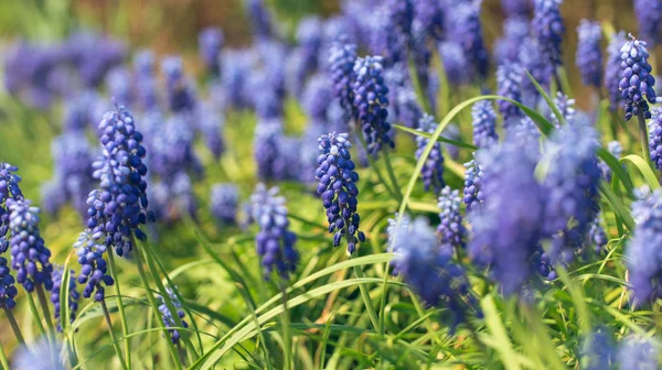 Blühender Frühlingsgarten Frische Blaue Wildhyazinthen — Stockfoto