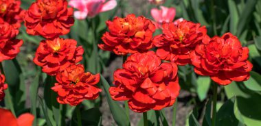 Lale tarlasında parlak bahar lale goncası