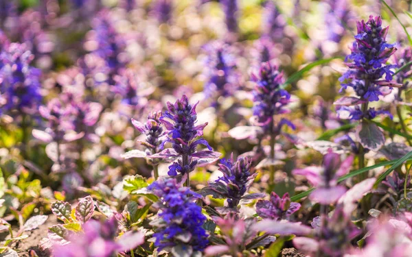 Blühende Waldkornblumen Sonnige Frühlingswiese — Stockfoto