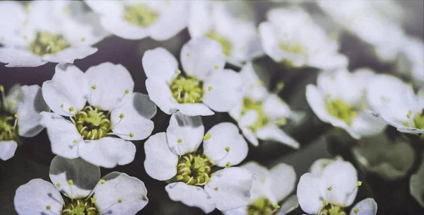 White Spring Flowers Spring Festive Background — 스톡 사진