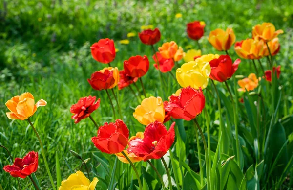 Lale tarlasında parlak bahar lale goncası
