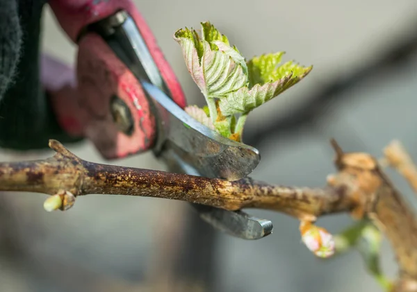 Nożyce Ogrodowe Wiosenna Gałąź Winorośli — Zdjęcie stockowe