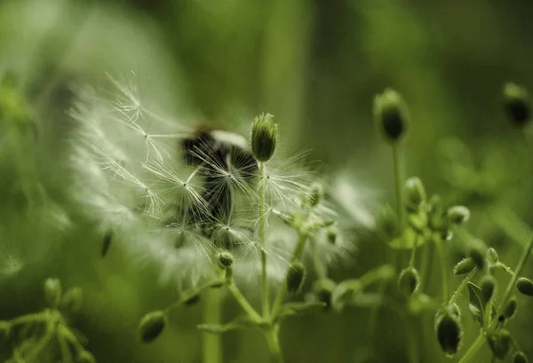 Kırılgan Alan Dandelion Fluffy Soluk — Stok fotoğraf