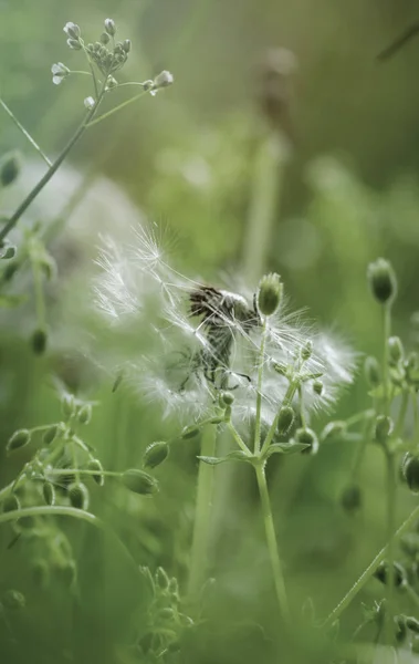 Fluffy Verschoten Fragiele Veld Paardebloem — Stockfoto