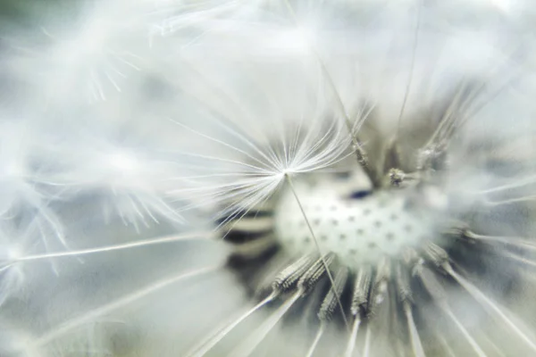 Flauschig Verblasster Zerbrechlicher Feldlöwenzahn — Stockfoto