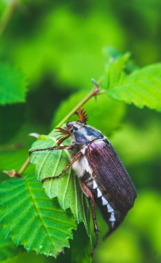 Bahar Mayıs böceği ve çiçek açması meyve bahçesi
