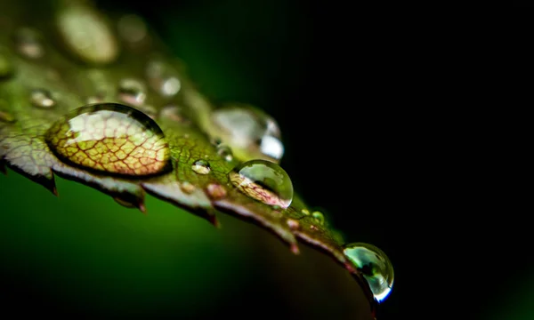 Regendruppels Vers Rozen Blad — Stockfoto