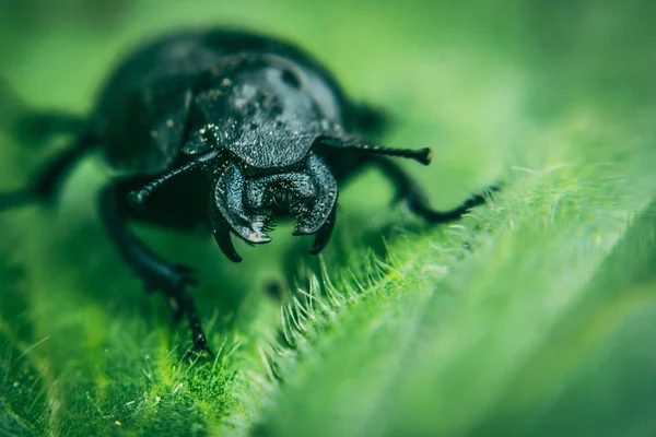 绿春叶背景的甲壳甲虫 — 图库照片