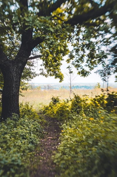 Квітуча Сонячна Весна Лісу Новій Англії — стокове фото