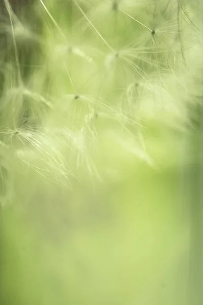 Fluffy Verschoten Fragiele Veld Paardebloem — Stockfoto